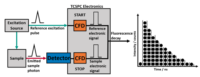 TCSPC Schematic