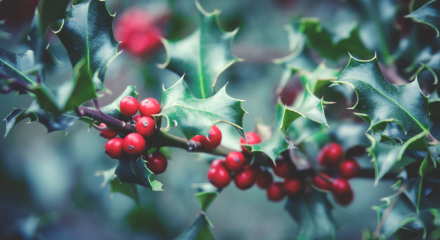 Photosynthesis in Plants - Holly