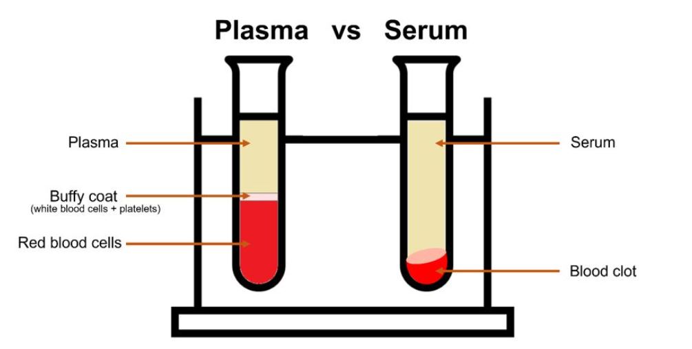 Constituents of plasma and serum | blood analysis