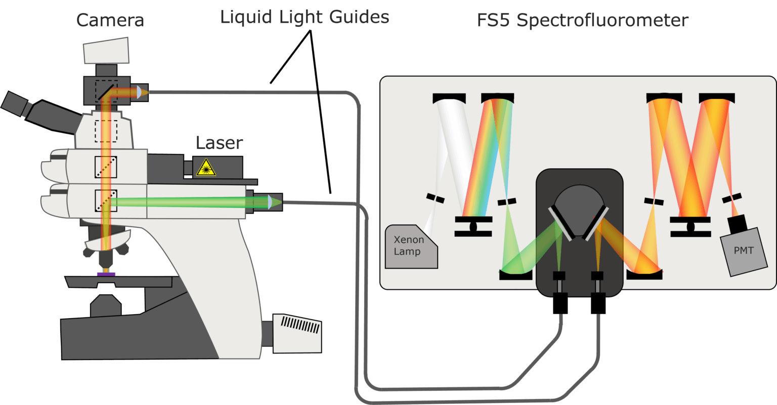 Fluorescence Microscopy Widefield FS5 Spectrofluorometer