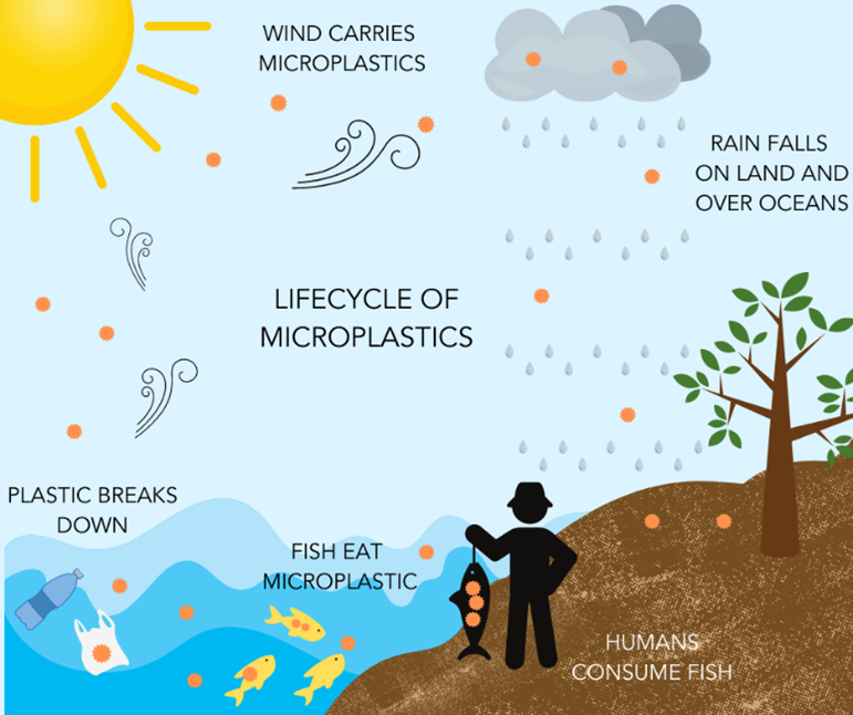 Microplastic Analysis: The Lifecycle of Microplastics and how the can end up being consumed by humans. 