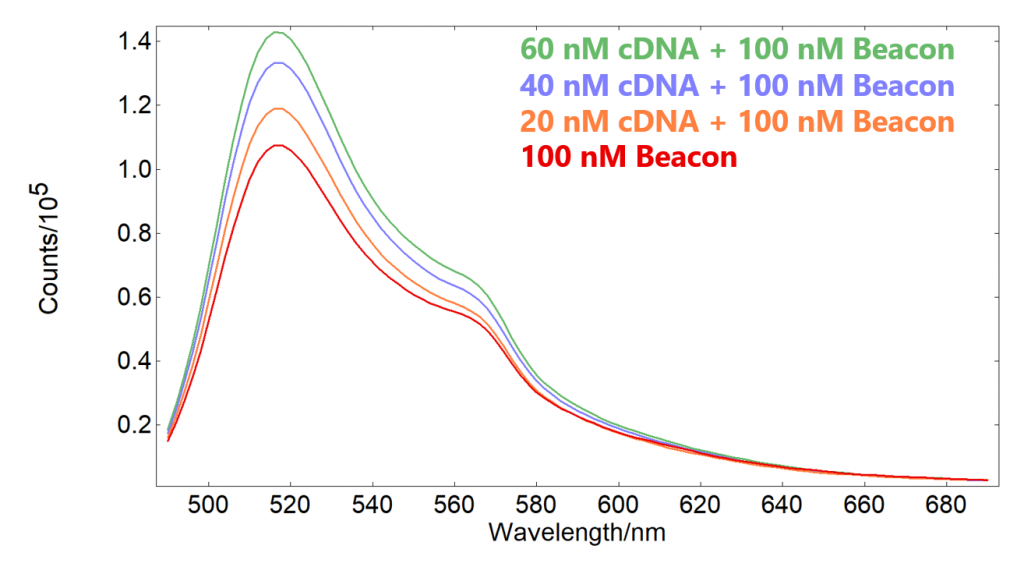 Fluorescence spectra of the molecular beacon solutions in the presence of different concentrations of cDNA