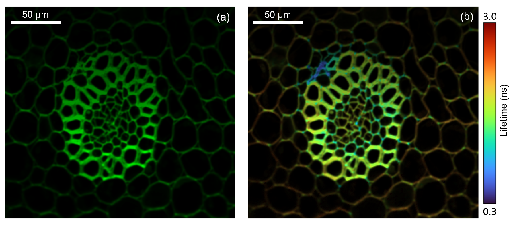 two photon imaging of convallaria rhizome