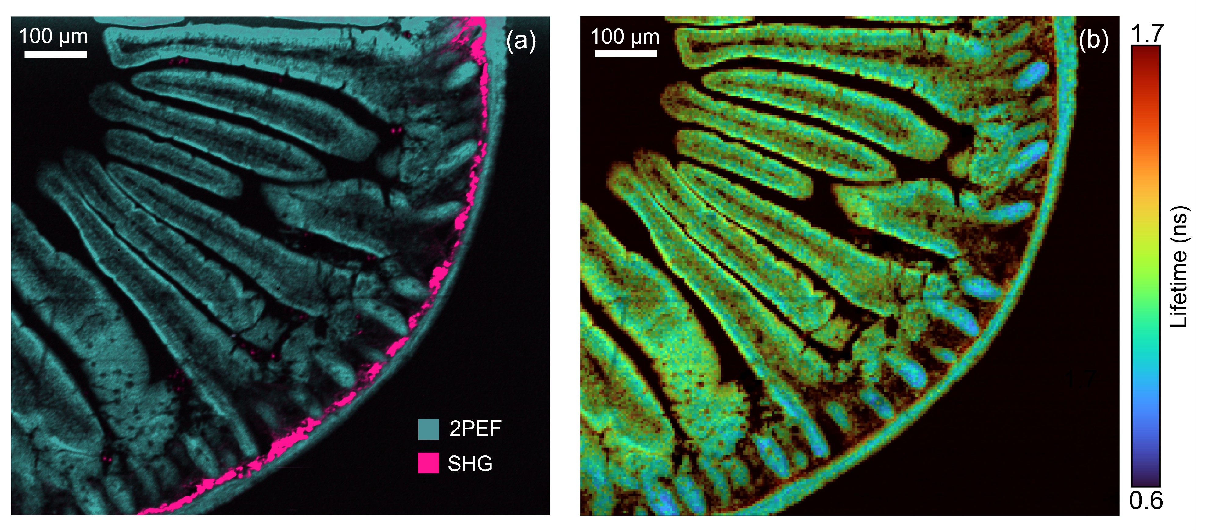 Two-photon imaging of mouse intestine