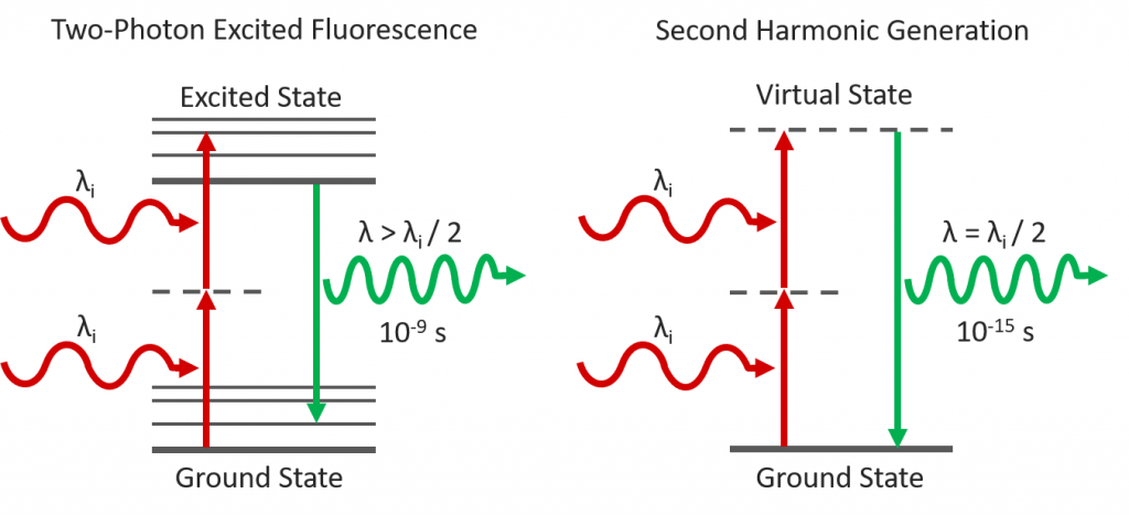 two photon excited fluorescence and second harmonic generation processes
