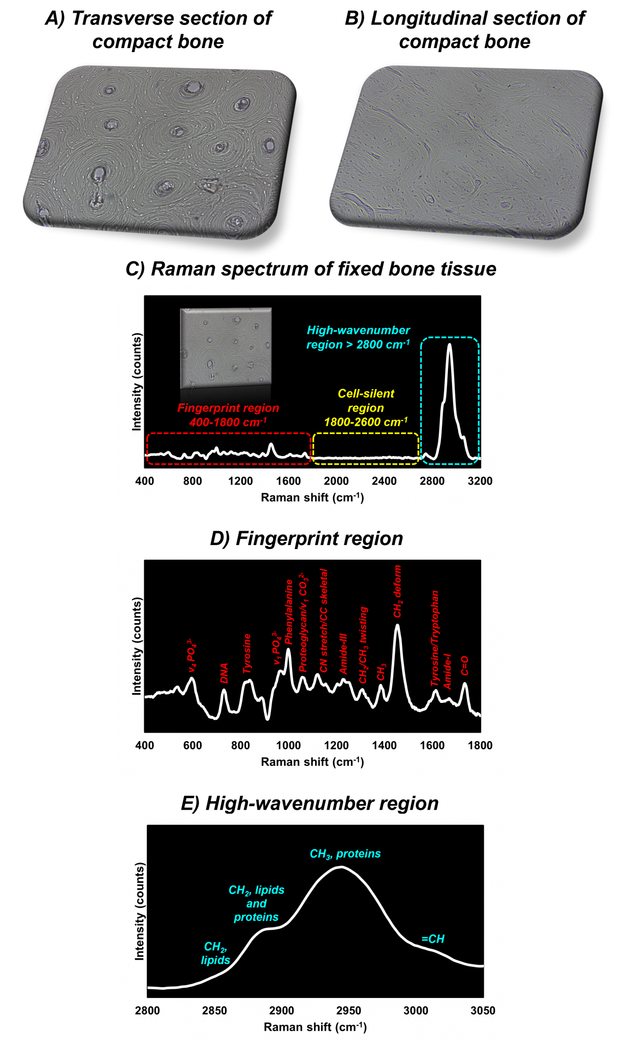 Bone Labeling Activity: Unveiling Compact Bone'S Secrets - o6lng67