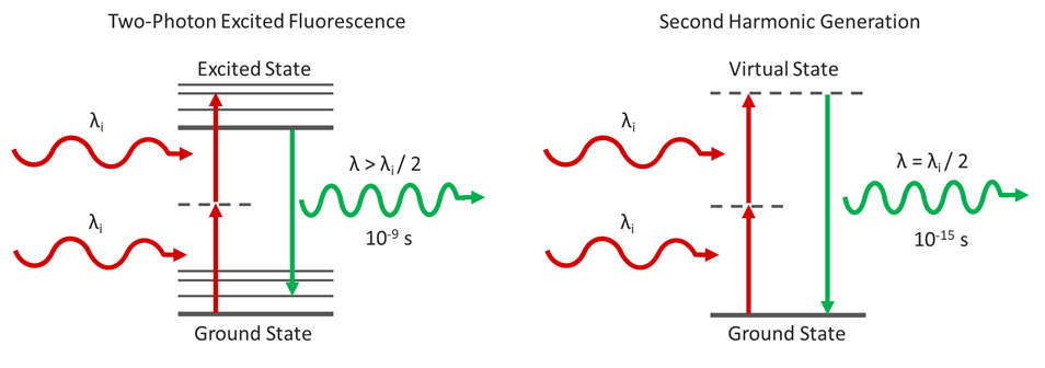  two photon excited fluorescence and second harmonic generation processes