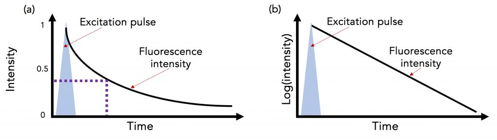 Fluorescence Lifetime | Schematic illustration of fluorescence lifetime decay on a linear and logarithmic scale