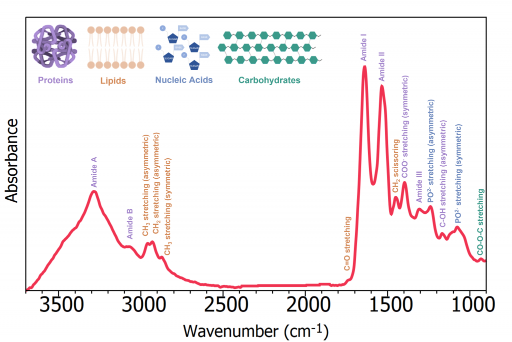 Human albumin serum FTIR spectra with band assigments