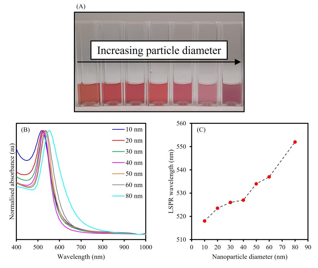 As Gold nanoparticles increase in size, localised surface plasmon resonance also increases 