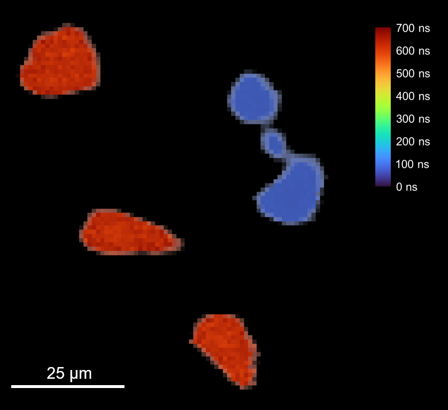 Photoluminescence lifetime map of the phosphor microparticles.