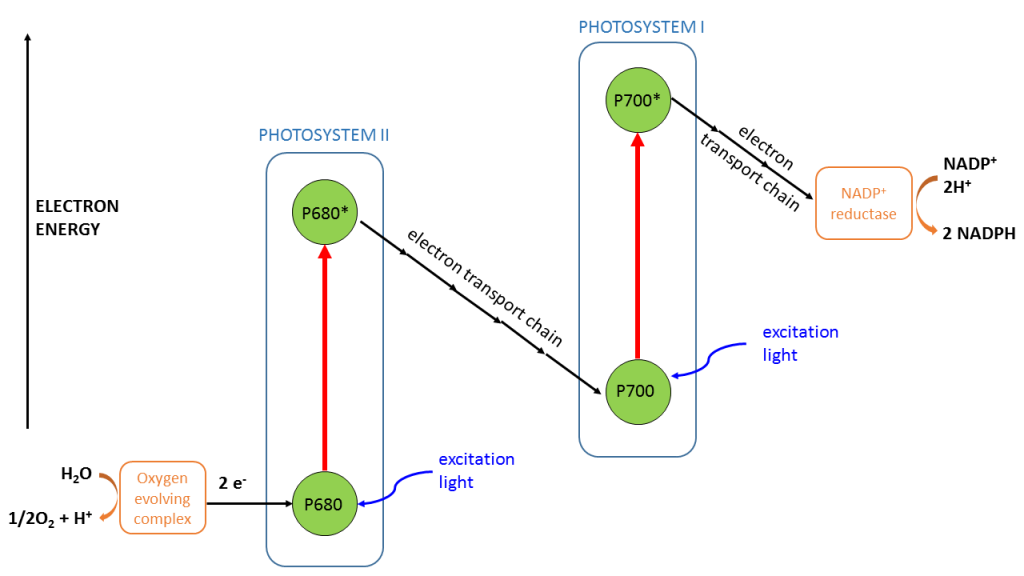 Schematic of photosynthesis | chlorophyll fluorescence 