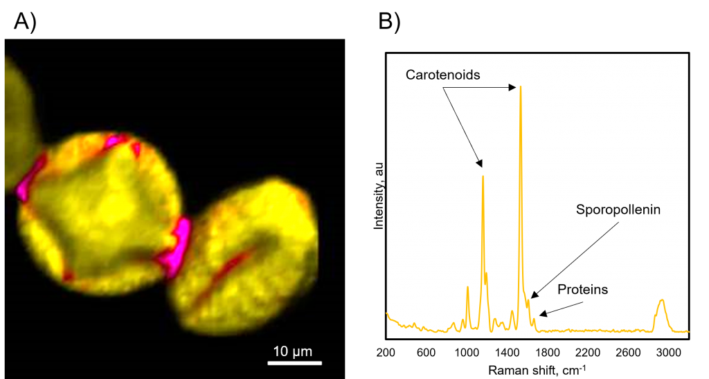 Imaging and spectral analysis of pollen