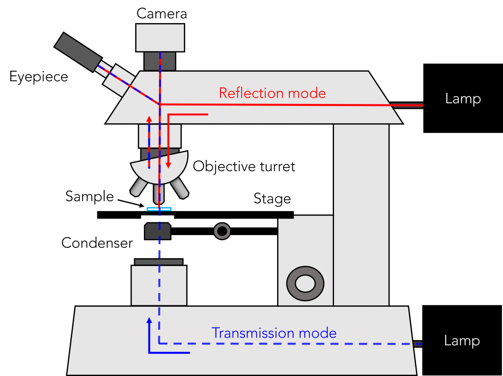 Upright microscope with reflected and transmitted illumination modes for optical microscopy