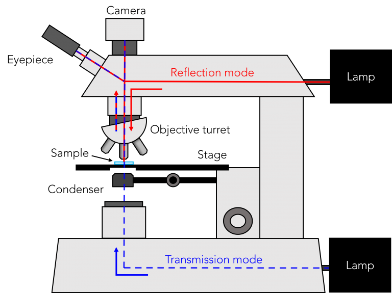 Optical Microscopy Brightfield Darkfield