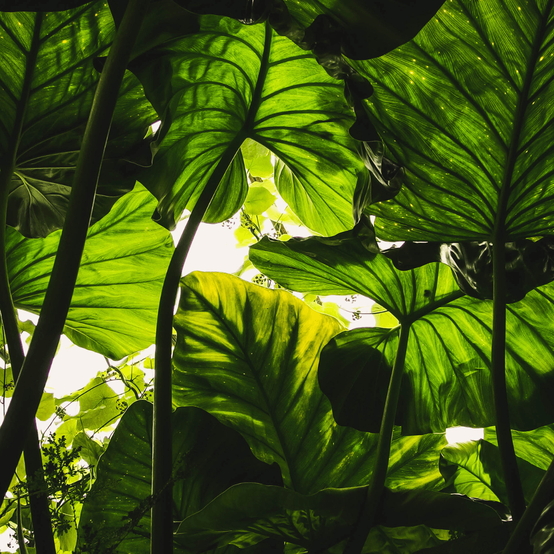 Temperature-Dependent Quantum Yield of Chlorophyll Fluorescence in Plant Leaves