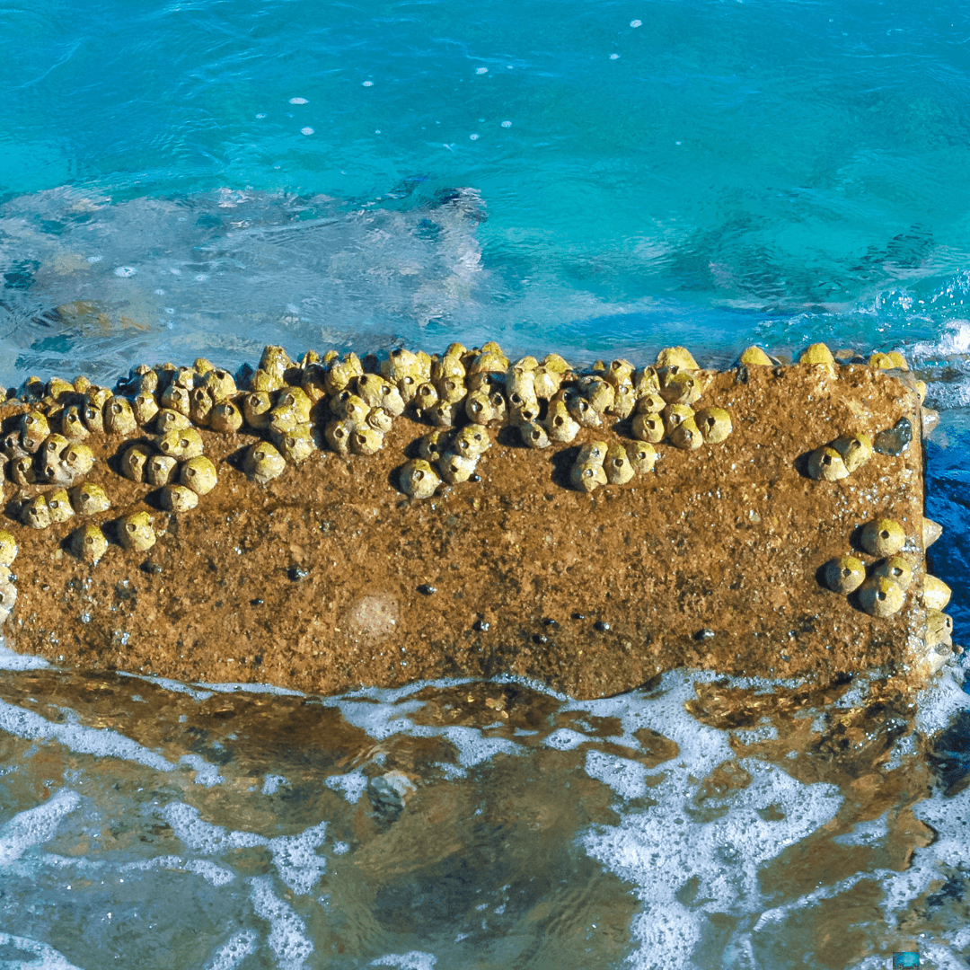 Marine Pollution Prevention using Photoluminescent Antifouling Agents