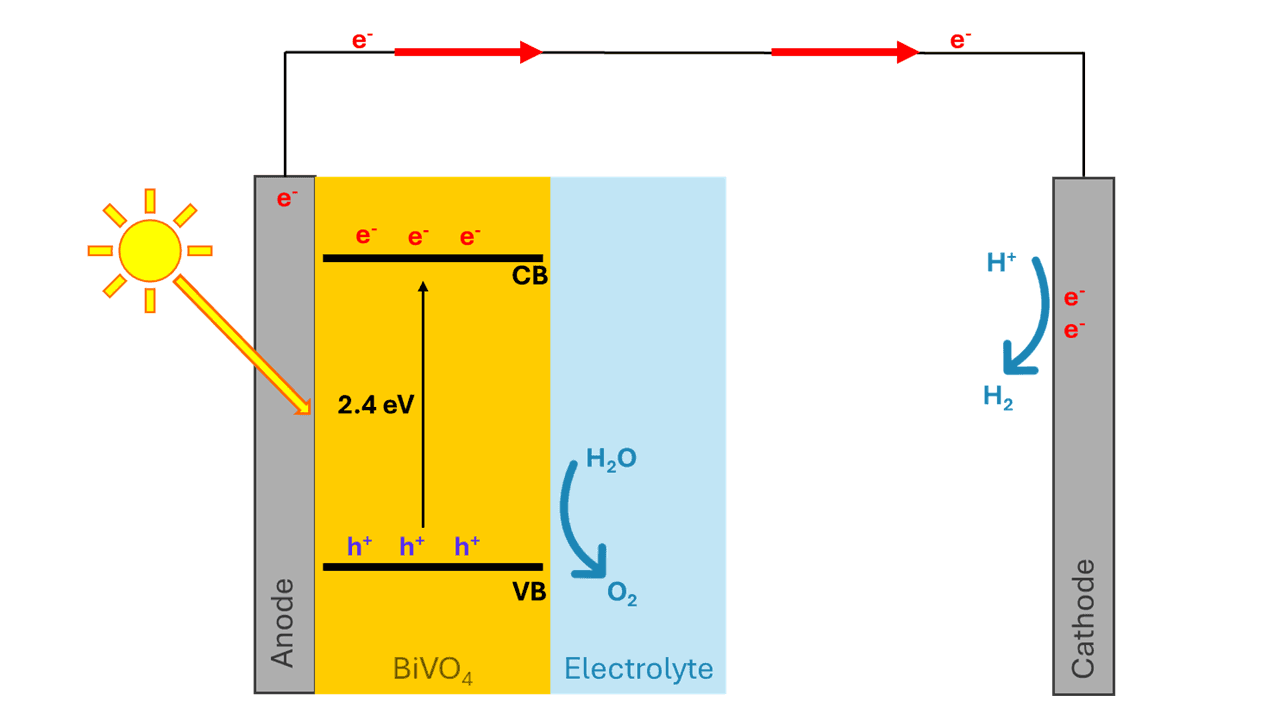 Photoelectrochemical water splitting with BiVO4